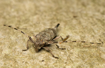 Acanthocinus aedilis