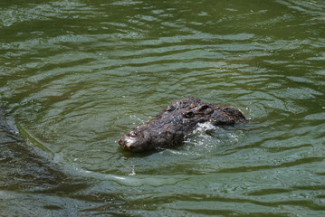 Fototapeta premium crocodiles