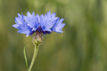 Centaurea