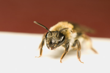 Bee - Apis mellifera