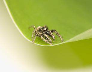 Fototapeta premium Salticus