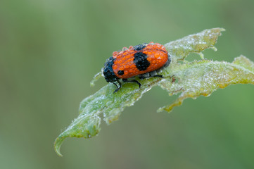 Clytra laeviuscula