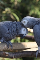 Graupapageien bei der Gefiederpflege