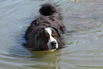 Bernese mountain dog swimming in the lake(bouvier bernois)