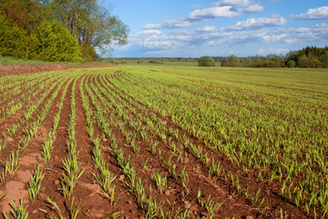 Landscape view of farmland