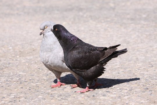 Modena Taube