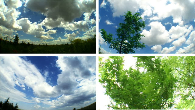 weather forecast fish eye