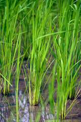 Close-up of rice plant, Bali, Indonesia