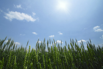 小麦畑と青空