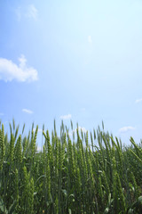 小麦畑と青空