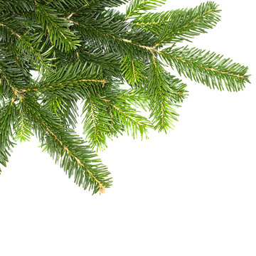 Christmas green fir tree isolated on white