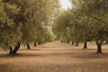 Olive Grove