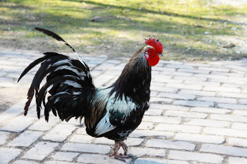 dark cock
