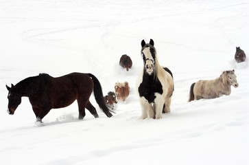 horses in the snow