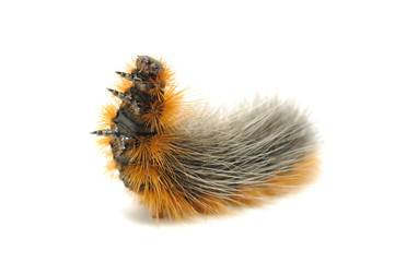 Hairy Caterpillar Close-up Isolated on White Background