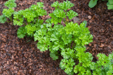 Petersilie im Garten