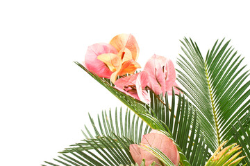 sago palm and Bougainvillea