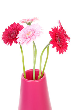 Pink Gerber flowers in vase over white background
