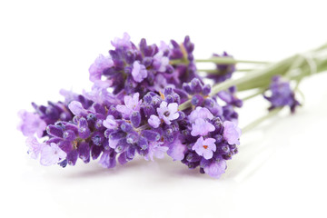 Obraz na płótnie Canvas twigs lavender in closeup over white background