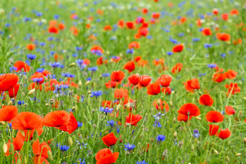 Sommeranfang Kornblumen