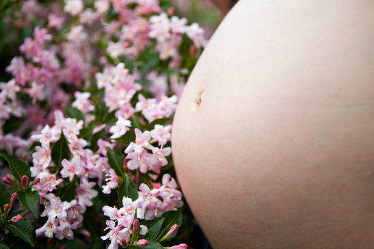 Weigelie und Babybauch