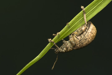 Philopedon plagiatum