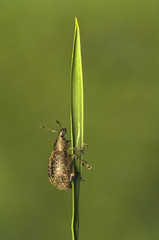 Philopedon plagiatum