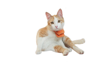 Fototapeta na wymiar ginger cat sitting in a weary pose