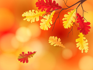 autumn background with falling oak leaves