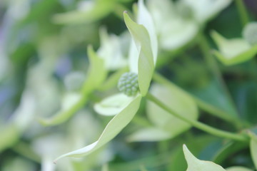 白いハナミズキの花