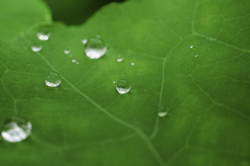 Tropfen auf Pflanzenblatt