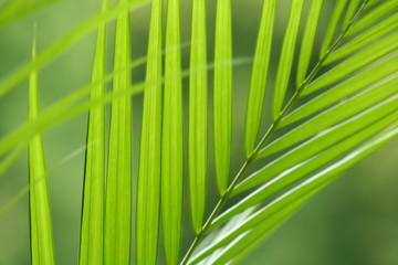 Feuillage d'areca perspective