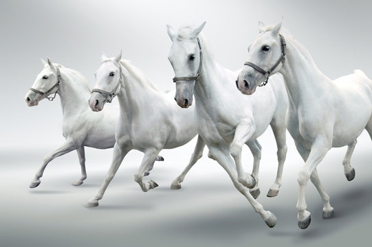 White horses © Mrkvica