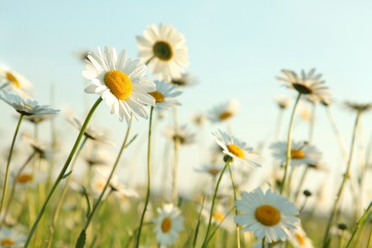 Fototapeta Daisies in the spring meadow against the blue sky