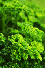 Fresh Parsley