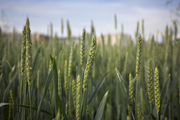 Organic green wheat