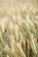 Closeup on wheat ears