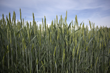 Organic green wheat
