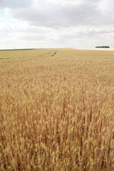 View of wheat field