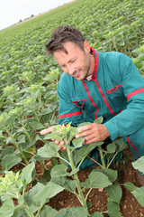 Farmer looking at sunflower plant