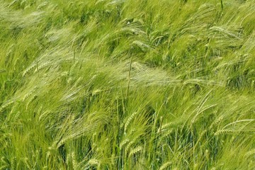 Fond d'&eacute;pis au vent