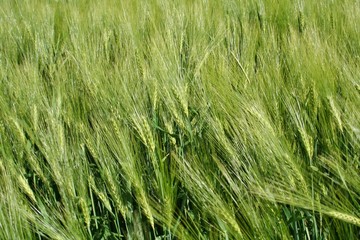 Reflets argentés sur le seigle