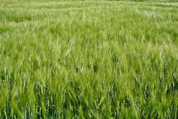 Fond de champ de céréales