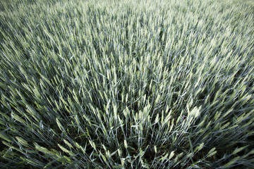 Organic green wheat
