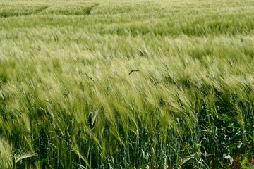 Vagues dans un champ  de céréales
