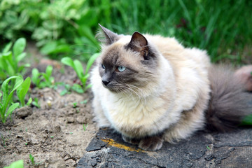 Beautiful balinese cat in the summer garden - obrazy, fototapety, plakaty