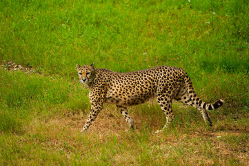 Guépard en marche