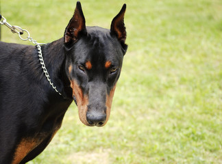 Angry doberman dog