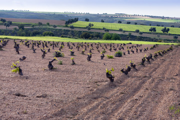 Fototapeta premium Campo en Cabañas de Yepes