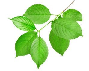 Naklejka na ściany i meble Branch of green leaves isolated